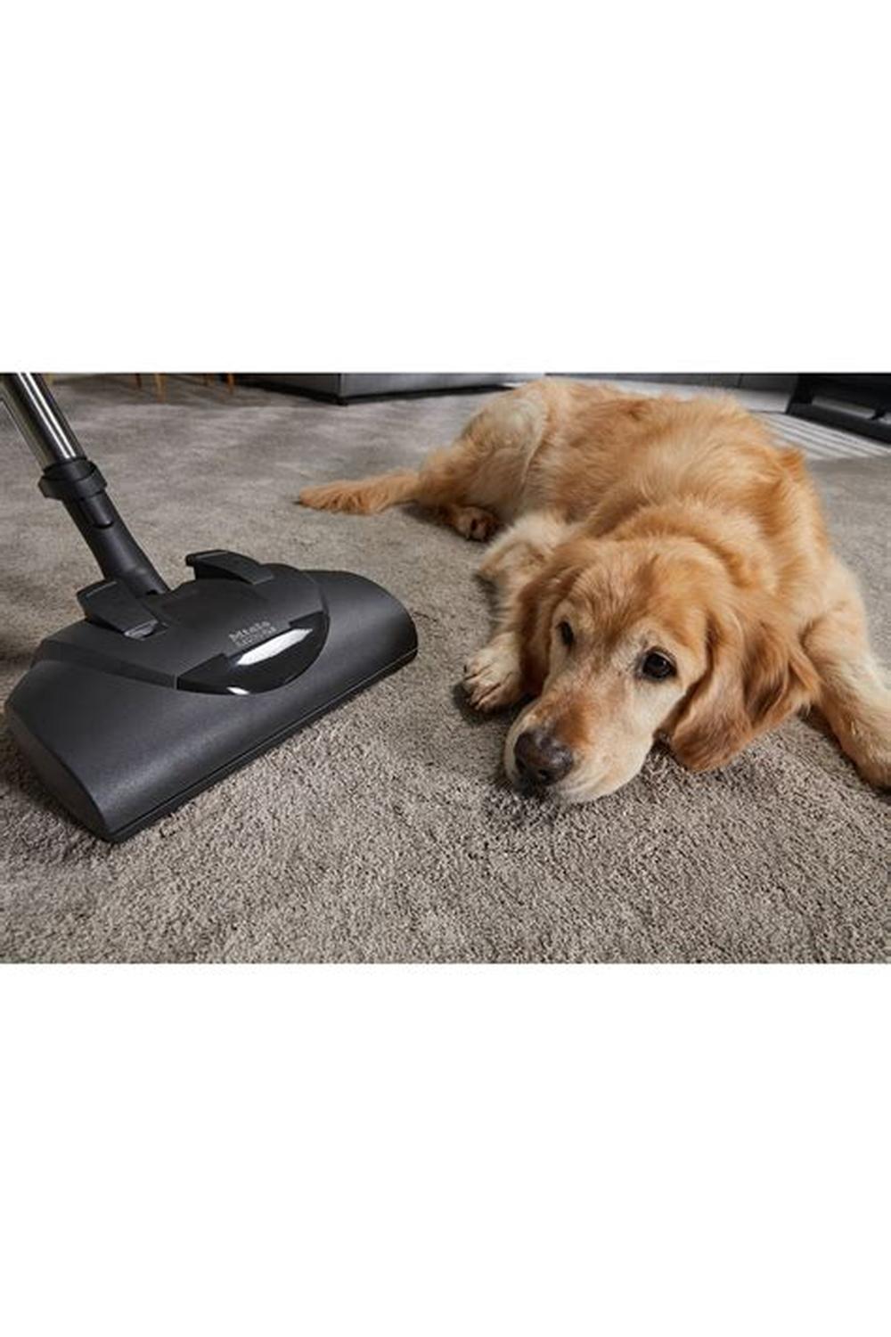 Classic C1 Cat & Dog - Image 3