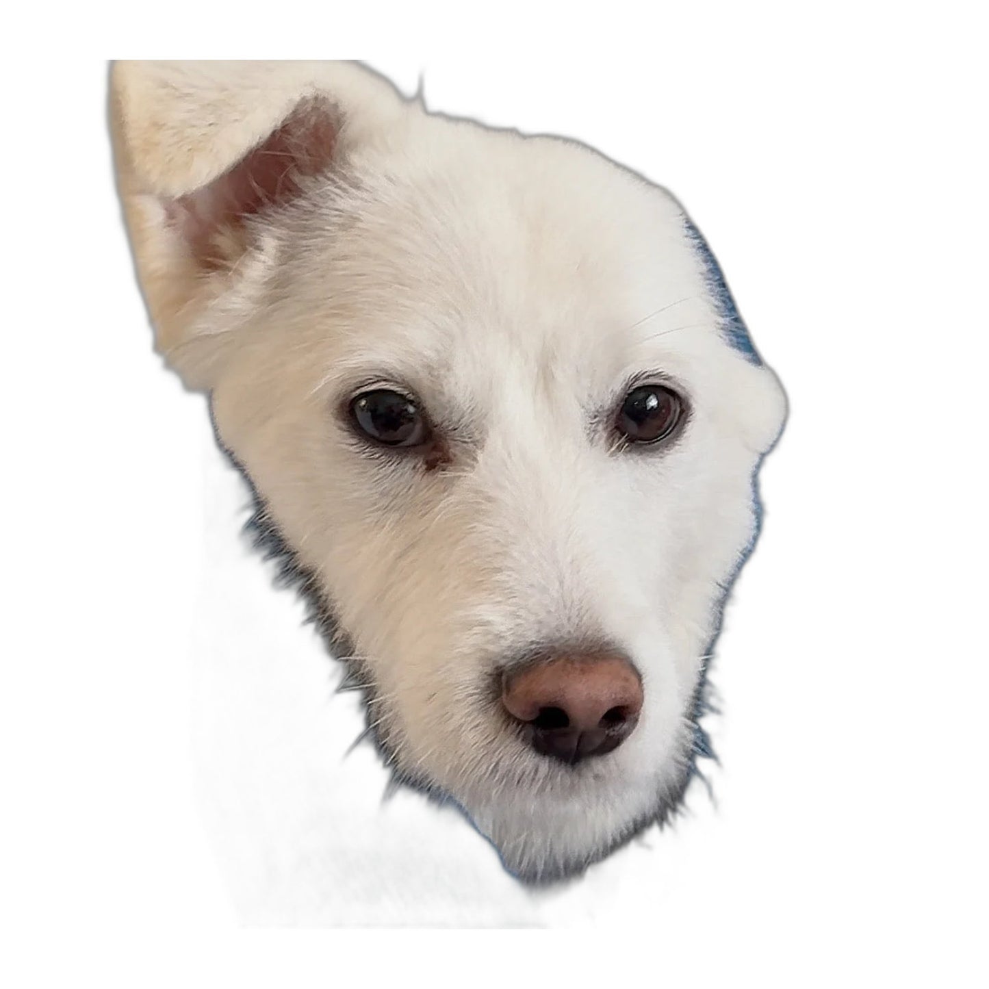 Nellie's Double Dry Dog Towel
